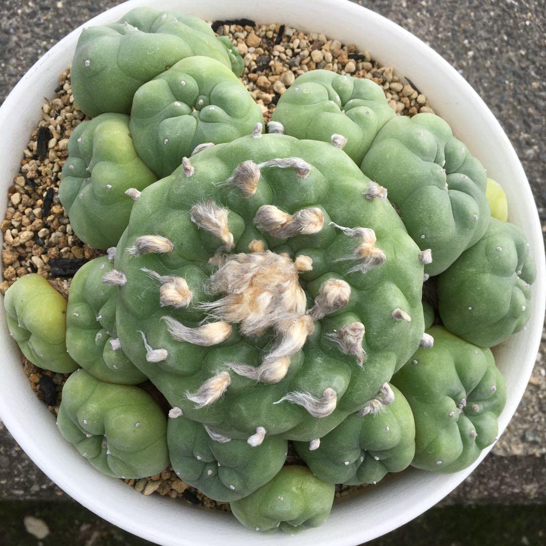 サボテン ロホホラ 2株 【公式通販】